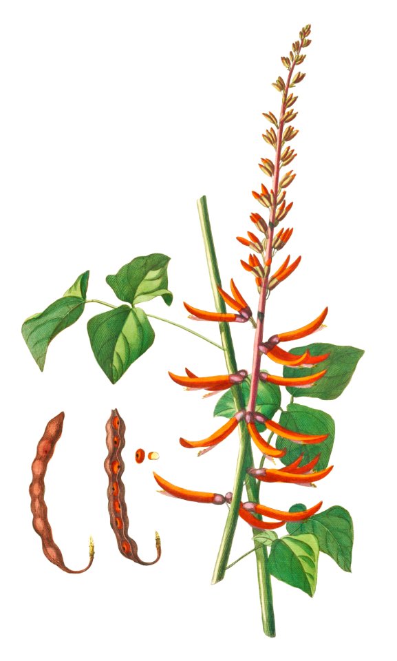 Plantae Selectae: No. 58–Corallodendron or Coral Tree by Georg Dionysius Ehret.