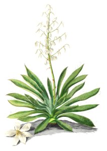 Plantae Selectae: No. 37–Yucca by Georg Dionysius Ehret.. Free illustration for personal and commercial use.