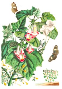 Plantae et Papiliones rariores: Martynia or Cat's claw (1748) by Georg Dionysius Ehret.