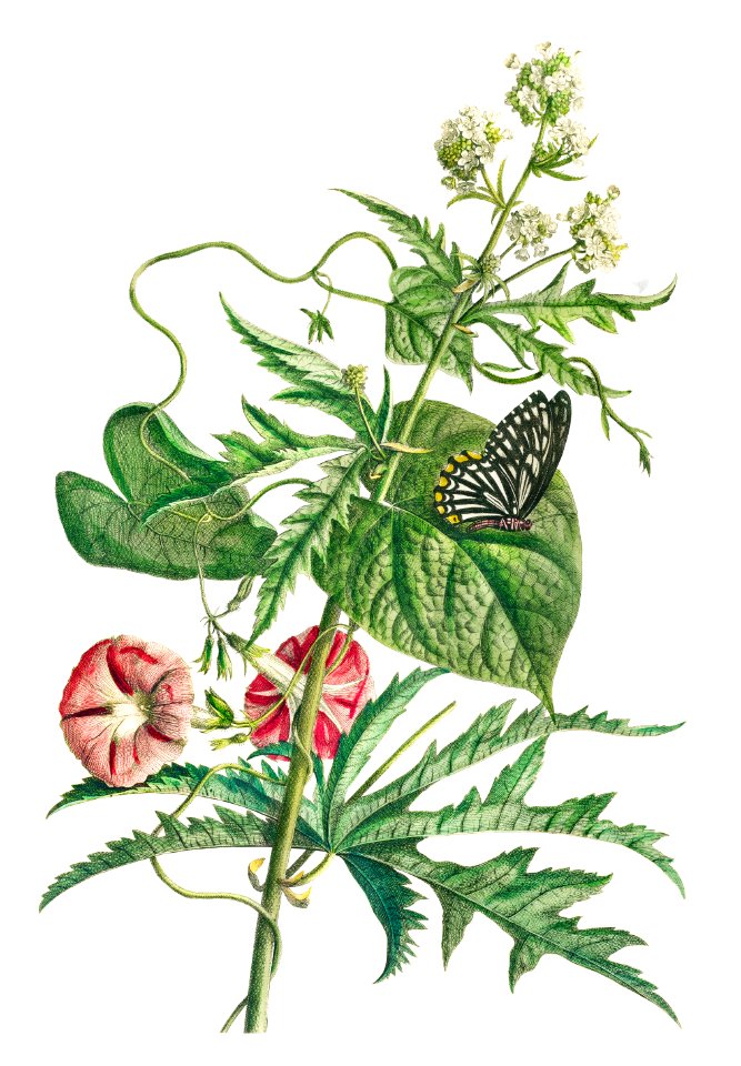 Plantae et papiliones rariores: No. 7–Abutilon or Talini's Pink (1748) by Georg Dionysius Ehret.