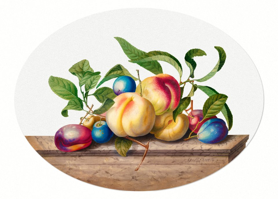 Fruit Arrangement: Peaches and Plums on a Slab of Marble (1742) by Georg Dionysius Ehret.