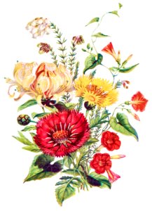 Scarlet Ipomoea, Honeysuckle, White Heath and Sweet Sulian from The Language of Flowers, or, Floral Emblems of Thoughts, Feelings, and Sentiments (1896) by Robert Tyas.
