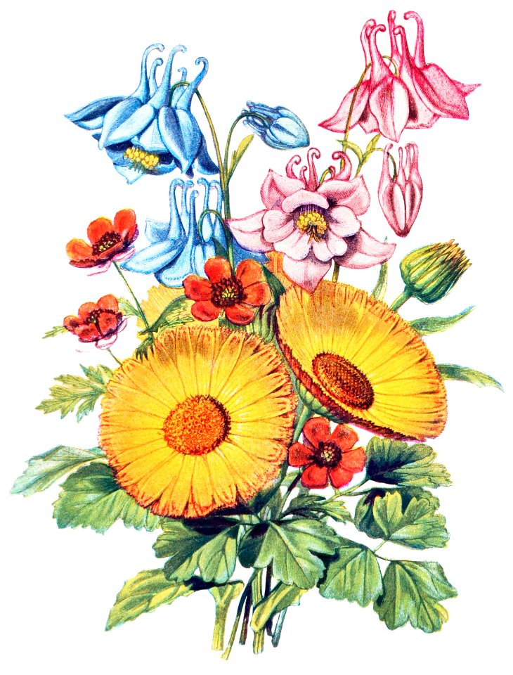 Columbine, Marigold and Pheasant's Eye from The Language of Flowers, or, Floral Emblems of Thoughts, Feelings, and Sentiments (1896) by Robert Tyas.