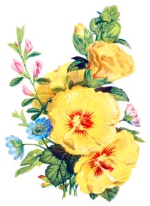 Hollyhock, Hepatica and Rest Harrow from The Language of Flowers, or, Floral Emblems of Thoughts, Feelings, and Sentiments (1896) by Robert Tyas.. Free illustration for personal and commercial use.