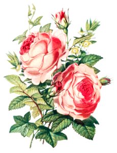 The Rose, the Myrtle and the Ivy from The Language of Flowers, or, Floral Emblems of Thoughts, Feelings, and Sentiments (1896) by Robert Tyas.. Free illustration for personal and commercial use.