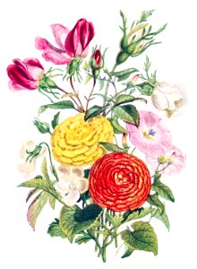 White Violet, Small Bindweed, Red and White Rosebud and Asiatic Ranunculus from The Language of Flowers, or, Floral Emblems of Thoughts, Feelings, and Sentiments (1896) by Robert Tyas.. Free illustration for personal and commercial use.