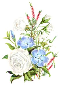 Periwinkle, Snowdrop, White Rose and Common Heath from The Language of Flowers, or, Floral Emblems of Thoughts, Feelings, and Sentiments (1896) by Robert Tyas.. Free illustration for personal and commercial use.
