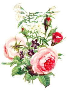 Moss Rose, Sweet Scented Violet and White Jasmine from The Language of Flowers, or, Floral Emblems of Thoughts, Feelings, and Sentiments (1896) by Robert Tyas.