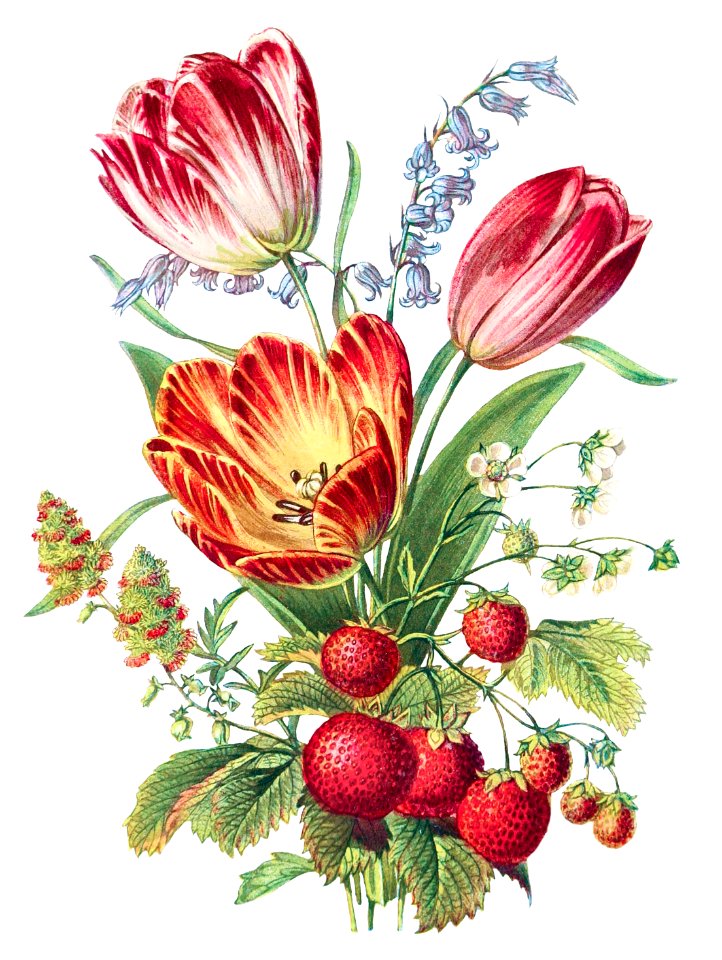 Strawberry, Mignonette, Tulip, and Blue Bell and from The Language of Flowers, or, Floral Emblems of Thoughts, Feelings, and Sentiments (1896) by Robert Tyas.