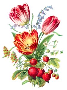 Strawberry, Mignonette, Tulip, and Blue Bell and from The Language of Flowers, or, Floral Emblems of Thoughts, Feelings, and Sentiments (1896) by Robert Tyas.. Free illustration for personal and commercial use.