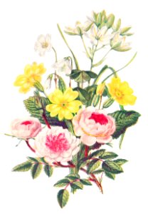 Pompon Rose, Star of Bethlehem, Primrose and Wood Sorrel from The Language of Flowers, or, Floral Emblems of Thoughts, Feelings, and Sentiments (1896) by Robert Tyas.. Free illustration for personal and commercial use.