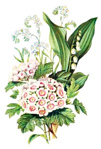 Forget Me Not, Hawthorn and Lily of the Valley from The Language of Flowers, or, Floral Emblems of Thoughts, Feelings, and Sentiments (1896) by Robert Tyas.. Free illustration for personal and commercial use.