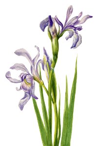 Western Blue Flag (Iris missouriensis) (1933) by Mary Vaux Walcott.. Free illustration for personal and commercial use.