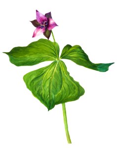 Trillium erectum (1938) by Mary Vaux Walcott.. Free illustration for personal and commercial use.
