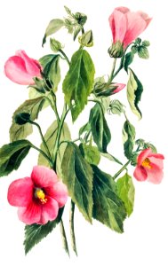 Rose Gentian (Sabbatia angularis) (1880) by Mary Vaux Walcott.. Free illustration for personal and commercial use.