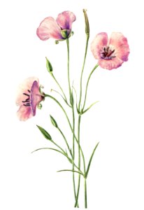 Lilac Mariposa (Calochortus splendens) (1926) by Mary Vaux Walcott.