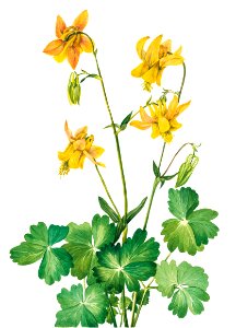 Lemon Columbine (Aquilegia flavescens) (1925) by Mary Vaux Walcott.. Free illustration for personal and commercial use.