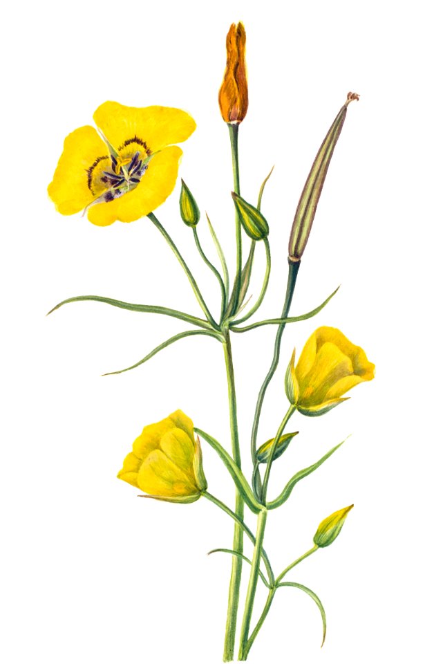 Goldenbowl Mariposa (Calochortus claratus) (1926) by Mary Vaux Walcott.. Free illustration for personal and commercial use.