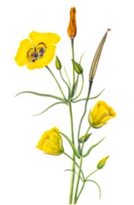Goldenbowl Mariposa (Calochortus claratus) (1926) by Mary Vaux Walcott.. Free illustration for personal and commercial use.
