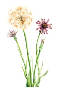 Salsify (Tragopogon porrifolius) (1921) by Mary Vaux Walcott.. Free illustration for personal and commercial use.