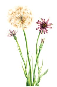 Salsify (Tragopogon porrifolius) (1921) by Mary Vaux Walcott.