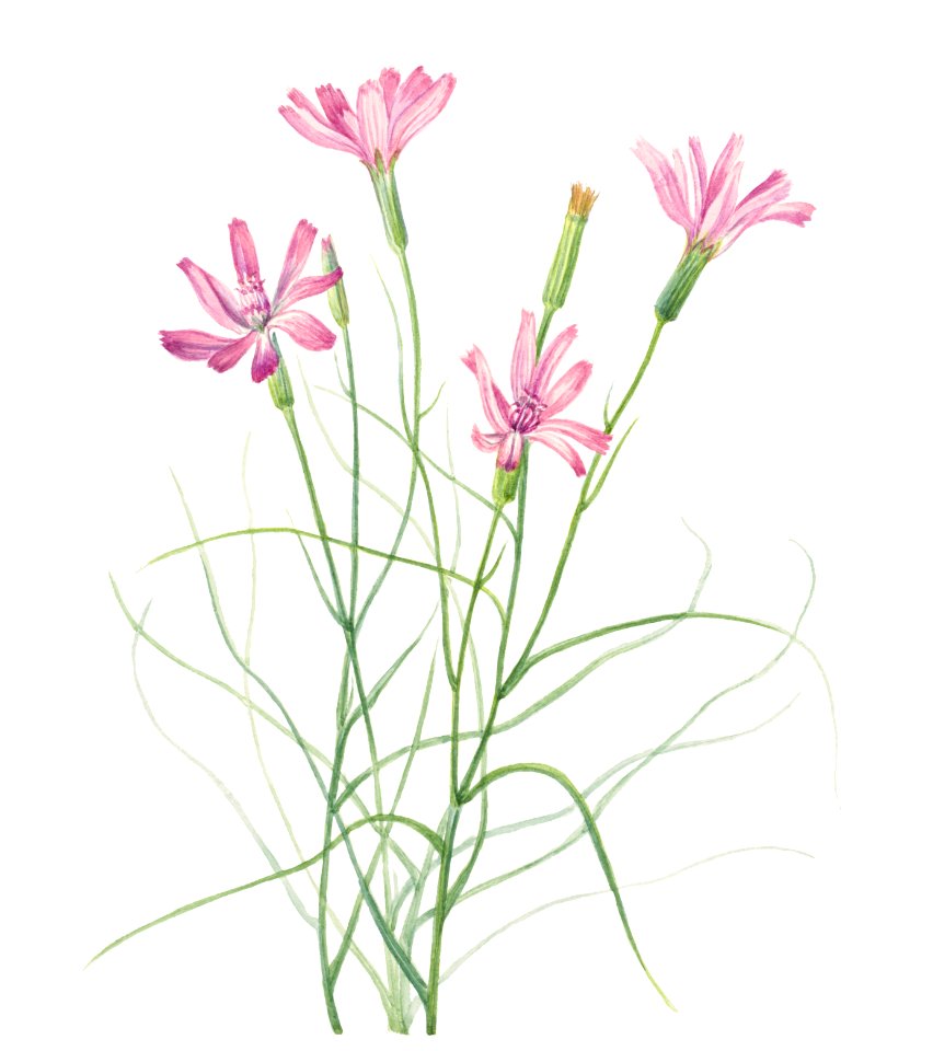 Skeleton Weed (Lygodesmia grandiflora) (1931) by Mary Vaux Walcott.