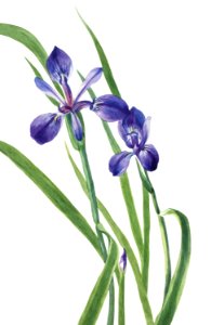 Iris (Iris species) (1939) by Mary Vaux Walcott.. Free illustration for personal and commercial use.