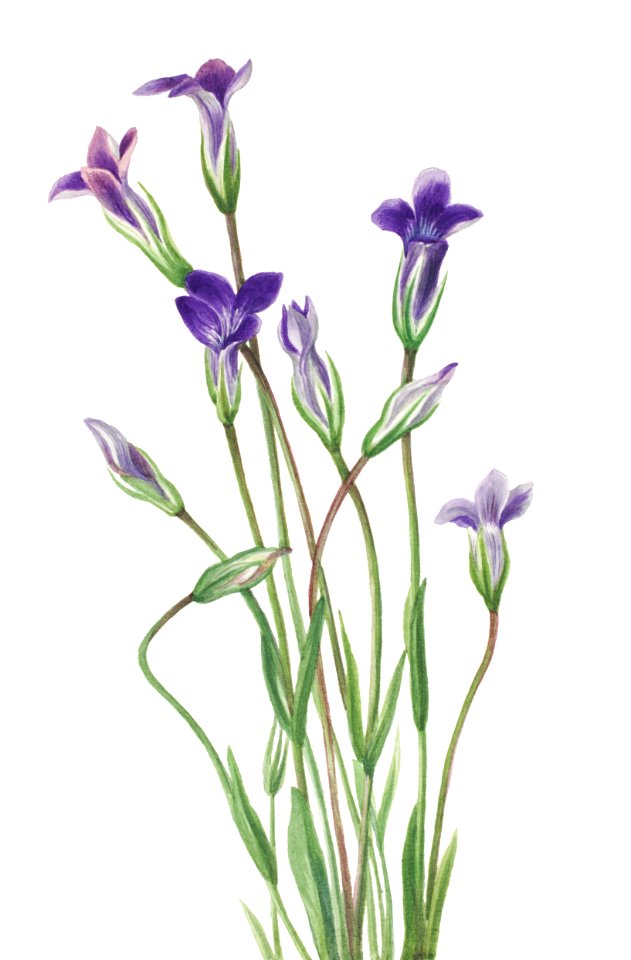 Gentian (Gentiana holopetala) (1936) by Mary Vaux Walcott.