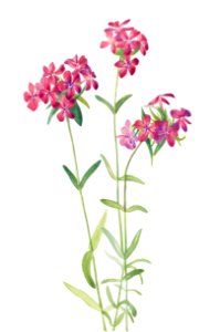 Hairy Phlox (Phlox amoena) (1930) by Mary Vaux Walcott.. Free illustration for personal and commercial use.