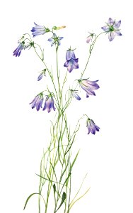 Harebell (Campanula rotundifolia) (1916) by Mary Vaux Walcott.. Free illustration for personal and commercial use.
