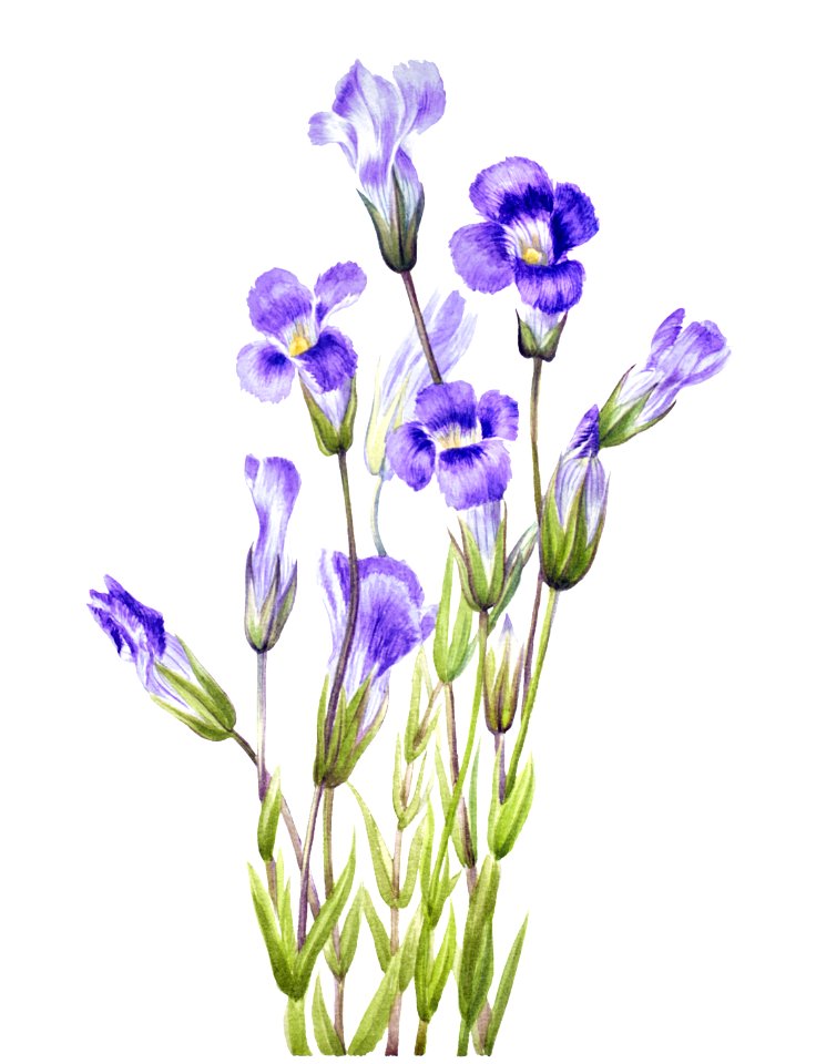 Fringed Gentian (Gentiana elegana) (1933) by Mary Vaux Walcott.
