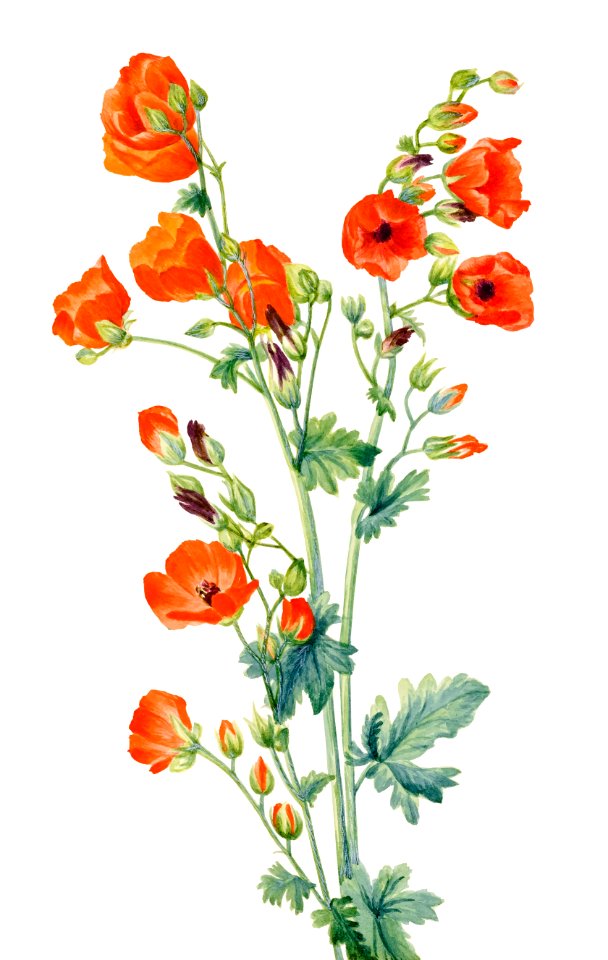 Scarlet Globe Mallow (Sphaeralcea grossulariaefolia) (1927) by Mary Vaux Walcott.