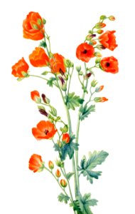 Scarlet Globe Mallow (Sphaeralcea grossulariaefolia) (1927) by Mary Vaux Walcott.. Free illustration for personal and commercial use.