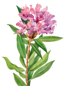 California Rose Bay (Rhododendron californicum) (1933) by Mary Vaux Walcott.. Free illustration for personal and commercial use.