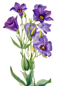 Eustoma russelianum (1930) by Mary Vaux Walcott.. Free illustration for personal and commercial use.