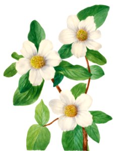 Pacific Dogwood (Cornus nuttallii) (1933) by Mary Vaux Walcott.. Free illustration for personal and commercial use.
