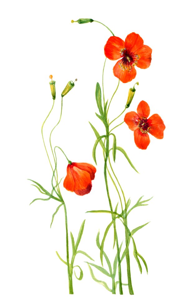 Wind Poppy (Stylomecon heterophylla) (1926) by Mary Vaux Walcott.