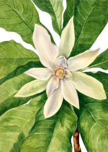 Umbrella Tree (Magnolia tripetala) (1932) by Mary Vaux Walcott.. Free illustration for personal and commercial use.