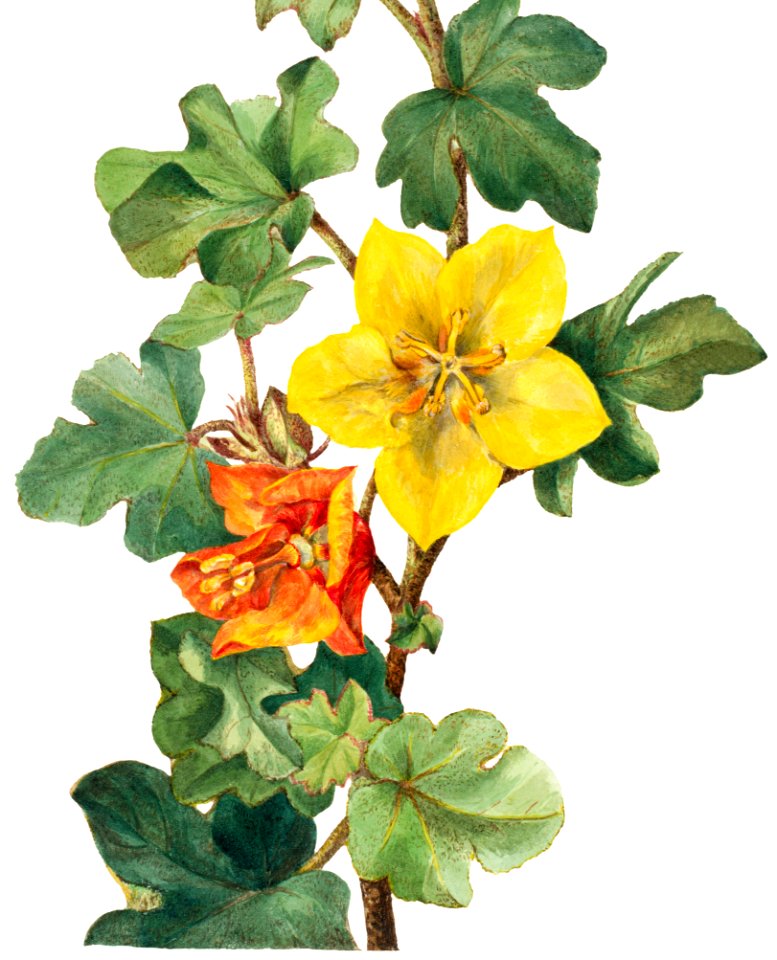 Mexican Fremontia (Fremontodendron mexicanum) (1926) by Mary Vaux Walcott.
