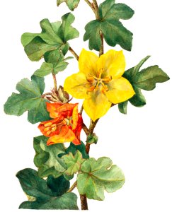 Mexican Fremontia (Fremontodendron mexicanum) (1926) by Mary Vaux Walcott.