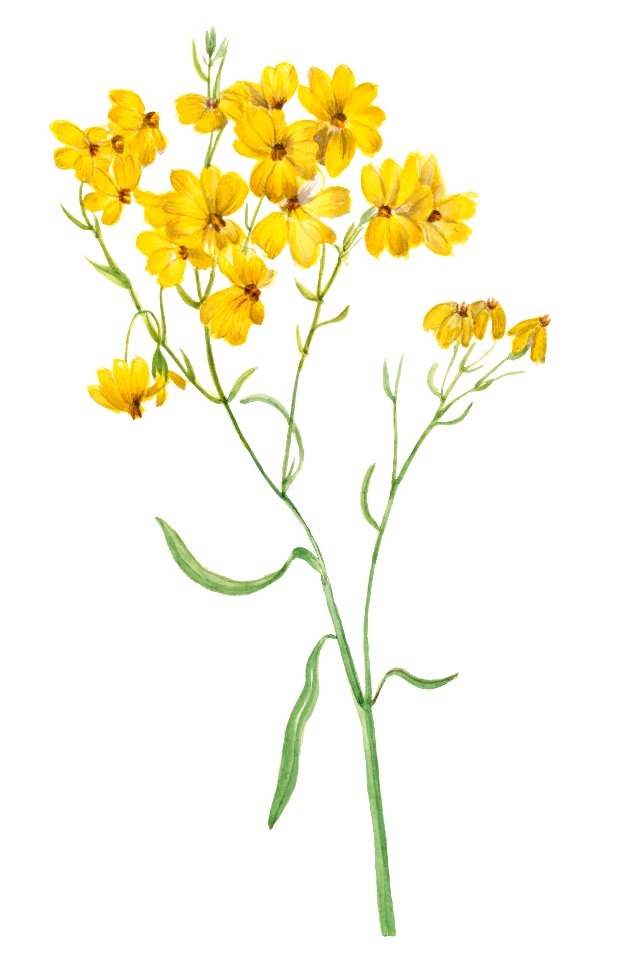 Psilostrophe sparsiflora (1938) by Mary Vaux Walcott.
