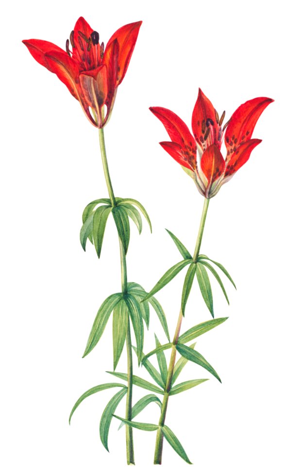 Wood Lily (Lilium philadelphicum) (1932) by Mary Vaux Walcott.