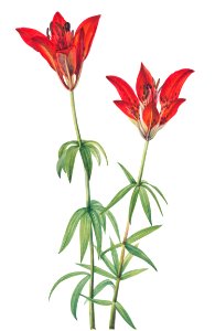 Wood Lily (Lilium philadelphicum) (1932) by Mary Vaux Walcott.. Free illustration for personal and commercial use.