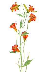 Small Tiger Lily (Lilium parvum) (1933) by Mary Vaux Walcott.. Free illustration for personal and commercial use.