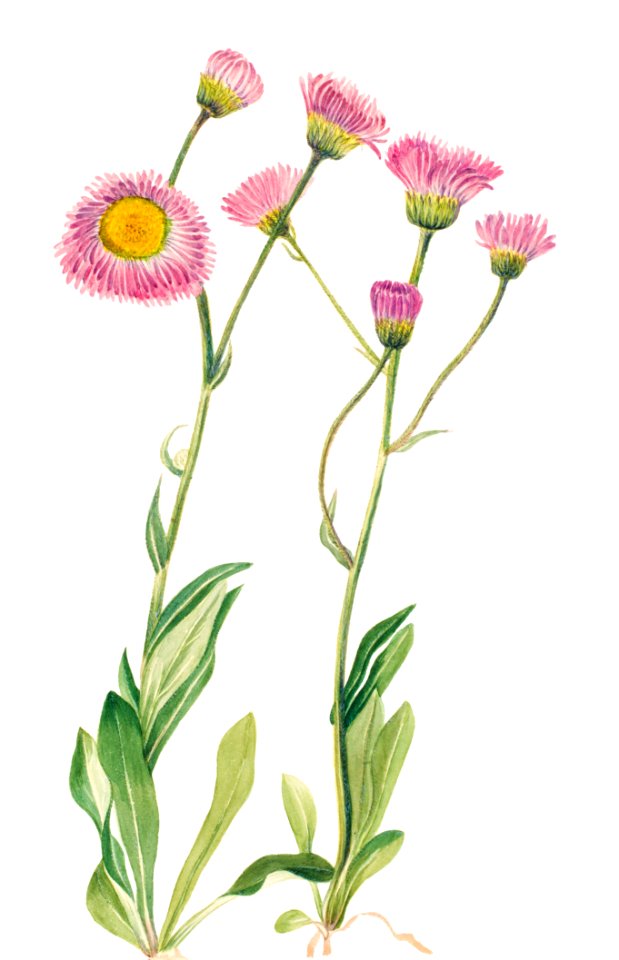 Meadow Fleabane (Erigeron speciosus) (1920) by Mary Vaux Walcott.. Free illustration for personal and commercial use.