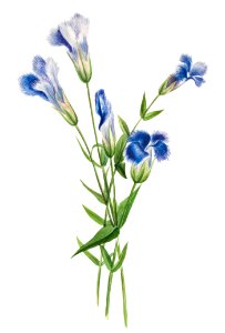 Fringed Gentian (Gentiana crinita) (1905) by Mary Vaux Walcott.. Free illustration for personal and commercial use.