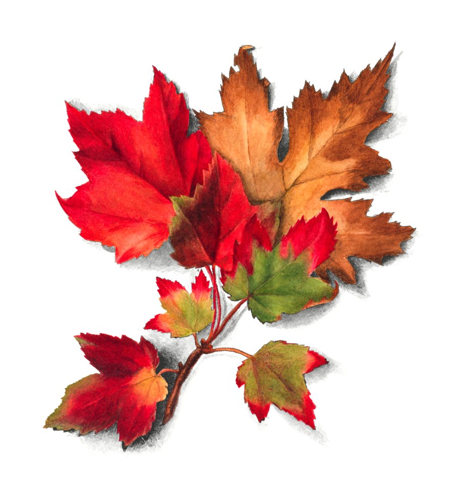 Autumn Leaves (1874) by Mary Vaux Walcott.