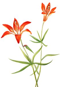 Lily (Lilium montanum) (1900–1920) by Mary Vaux Walcott.. Free illustration for personal and commercial use.