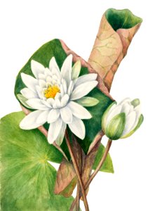 American Waterlily (Castalia odorata) (1920) by Mary Vaux Walcott.. Free illustration for personal and commercial use.