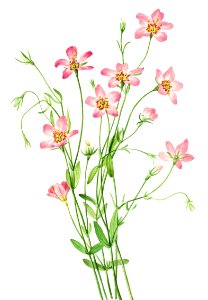 Saltmarsh Rosegentian (Sabbatia stellaris) (1926) by Mary Vaux Walcott.. Free illustration for personal and commercial use.